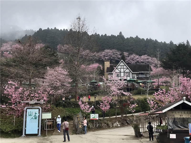 看見臺灣，國圖邀請外籍學人新春探訪新竹五峰櫻花之美